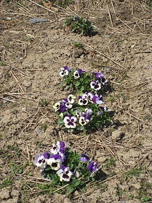 pansy mulched